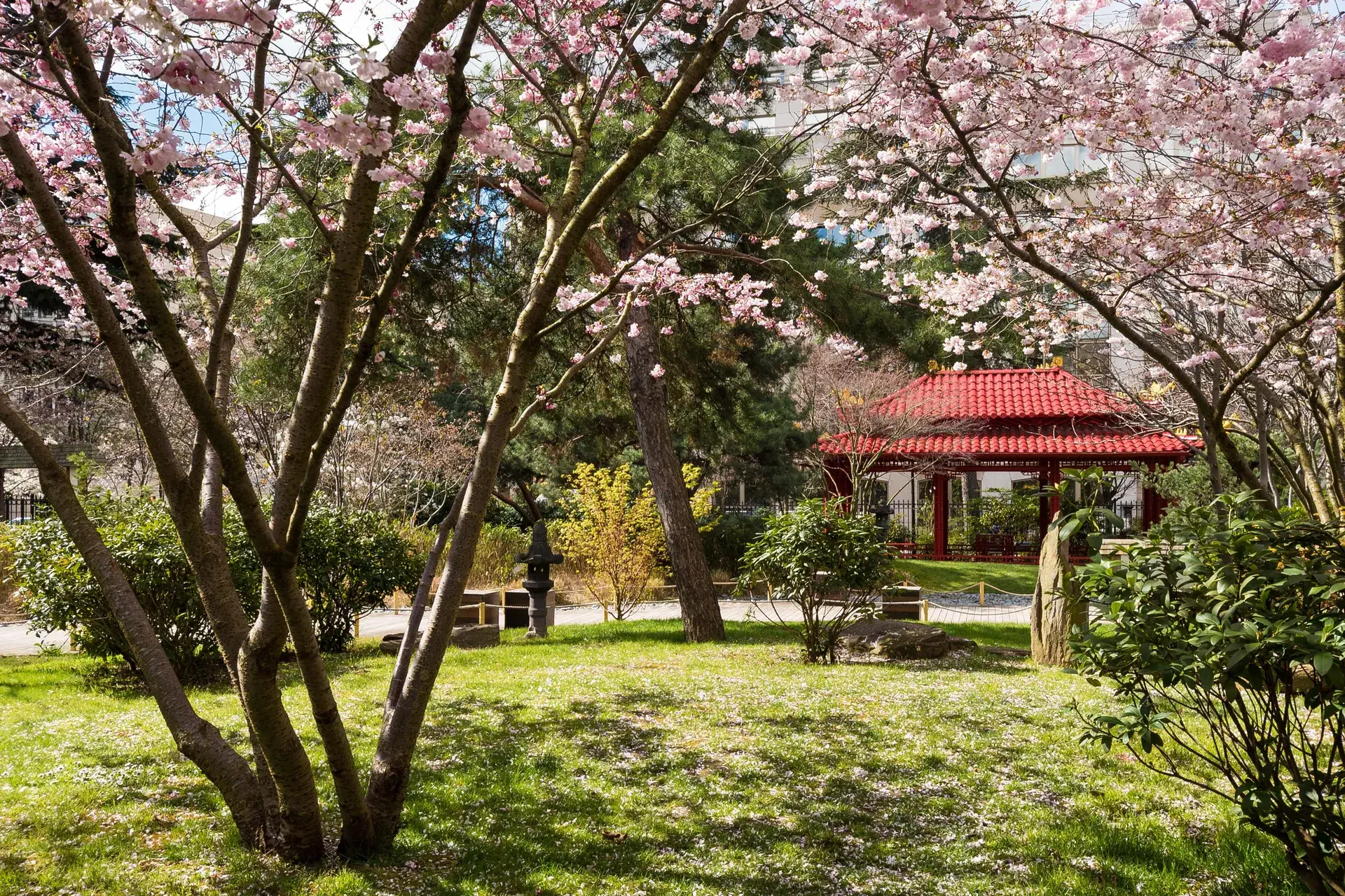 Cerisiers roses en fleurs et pavillon au toit rouge dans un parc, quartier Collange à Levallois-Perret